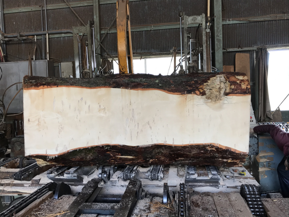 ヒダコレで乾燥中の一枚板『真っ白栃の七番板』