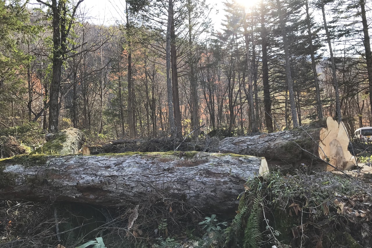 『山に木が増えすぎると』のイメージ